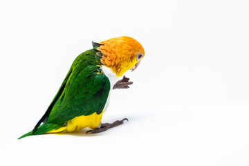 An exotic parrot is eating some nut