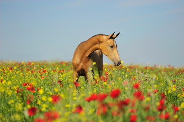 Golden akhal teke horse in alaja on the neck stands in the green field full of red and yellow...