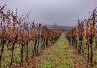 Weingarten Herbst mit grauem Himmel Niemand