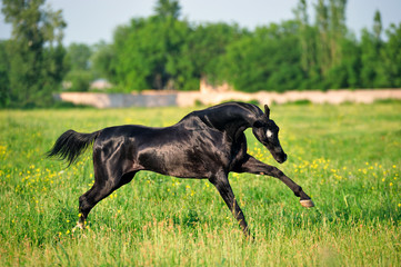 Playful black akhal teke horse happily runs over the field with yellow flower