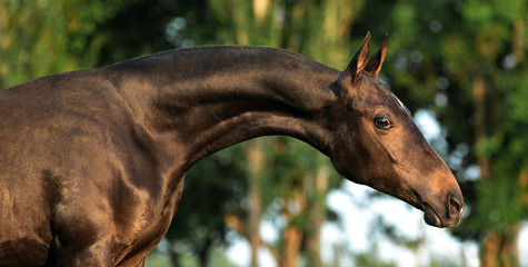 Portrait of a young akhal teke horse with long neck looking to the right on a blurry background
