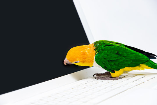 An exotic green and yellow parrot biting a computer screen while standing on the keyboard