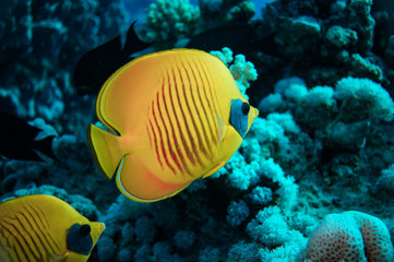Fototapeta na wymiar Underwater world of fish