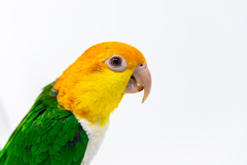 Fototapeta na wymiar Head shot of an exotic bird