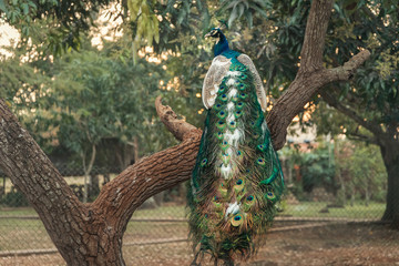 Male peacock with ornate feather tail sits on a tree