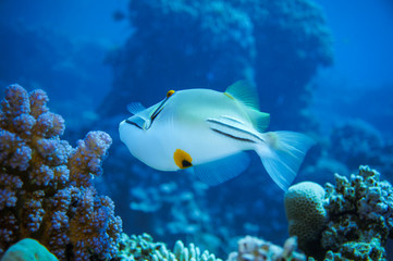 Underwater world of fish