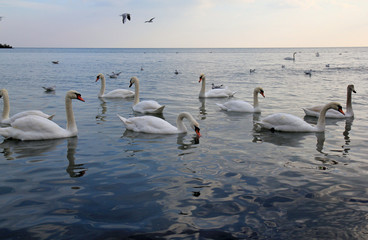 Лебеди и чайки в Чёрном море, Варна (Болгария)  © dinar12