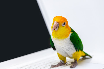 A curious exotic green and yellow parrot is standing on the keyboard of a computer