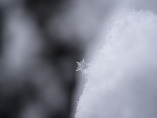Snowflake closeup photo. Snow macro. Snowflake on macro photo.