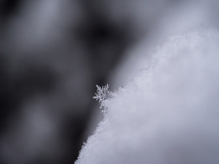 Snowflake closeup photo. Snow macro. Snowflake on macro photo.