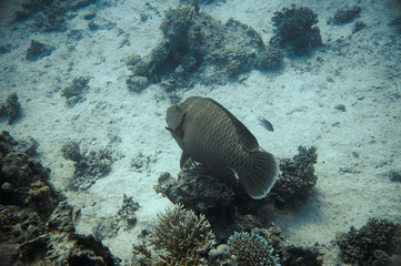 Fototapeta na wymiar Underwater world of fish