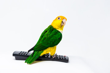 A bird is standing on a remote control