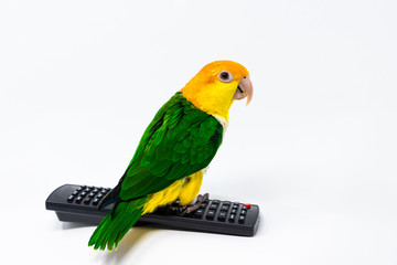 A bird is standing on a remote control