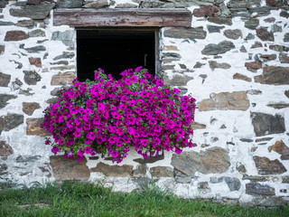 Fototapeta na wymiar window of a stable in Austria with rich floral decoration