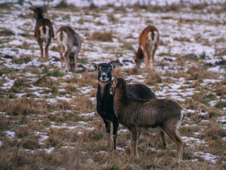 mouflon herd in winter