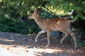 deer in the forest