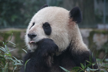 Obraz premium Funny Panda Sticks out his Tongue, China