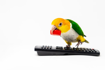 A bird is standing on a remote control holding a red bottle cup