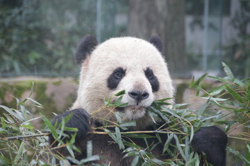 Close up Fluffy Panda Face, China