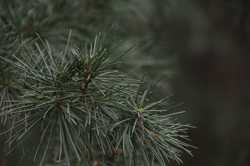 Naklejka na ściany i meble Close up Pine Leaves , Pine Tree Always Used as Christmas Tree for Celebration the Season Greetings.