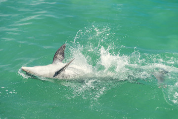 dolphin swims on his back in the water