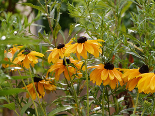 Rudbeckia hirta - Grandes fleurs de Rudbeckies hérissées ou rudbeckies tardives aux capitules...