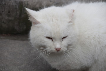 Naklejka na ściany i meble Fluffy Chubby White Cat