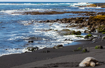 Grüne Meeresschildkröte auf Hawaii