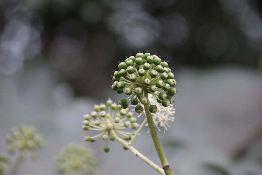 Chinese angelica flower