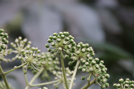 Chinese angelica flower