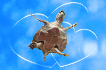 Amusing turtle on blue sky background with two hearts with copy space. Funny animal close-up....