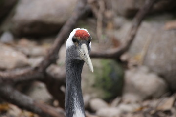 Red Crown Crane, China