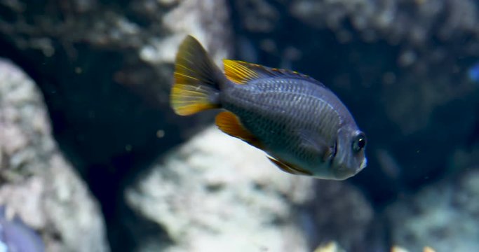 Pseudotropheus. Pseudotrophine cichlid, rock dwelling fish, or mbuna.