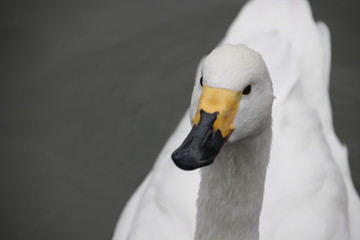 Close up Tundra Swan in the Lake