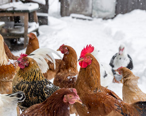 poultry pecking grain talk duck and chicken