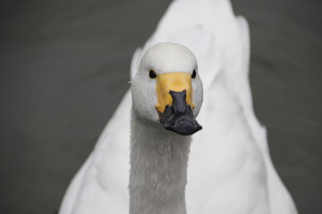 Close up Tundra Swan in the Lake