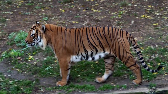 Malayan tiger (Panthera tigris jacksoni)