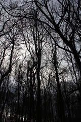 dark bare winter trees