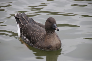 Brown Duck with Black Beak the Lake