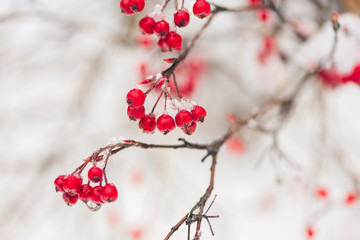 red berries in snow. space for text.