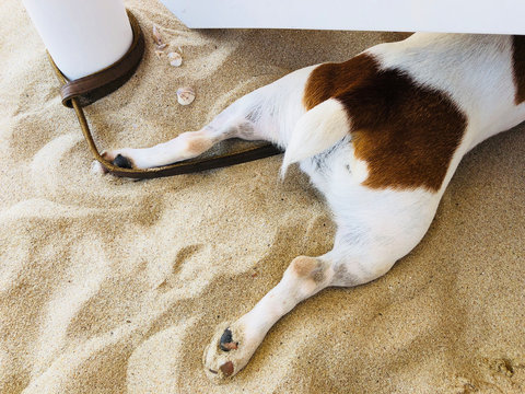 Jack Russel puppy dog friend cute being hot on the sandy beach lying hiding under the sunbed in a sunny summer day