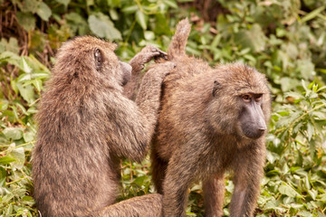 Kibale Primates