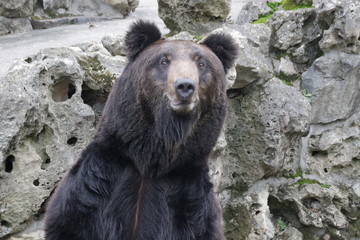 Close up Black Bear