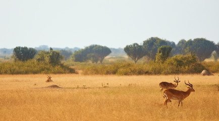 Queen Elizabeth National Park