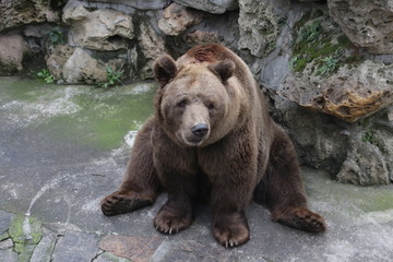 Happy Grizzly Brown Bear