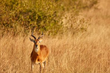 Queen Elizabeth Wildlife