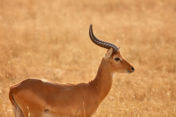Queen Elizabeth Wildlife