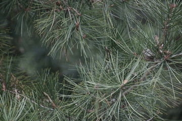Green Pine Leaves in Winter Time