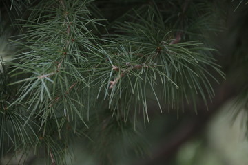 Green Pine Leaves in Winter Time