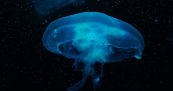 Aurelia aurita, also called common jellyfish, moon jellyfish, moon jelly or saucer jelly floating in tank and illuminated by lamps with different color of glow.